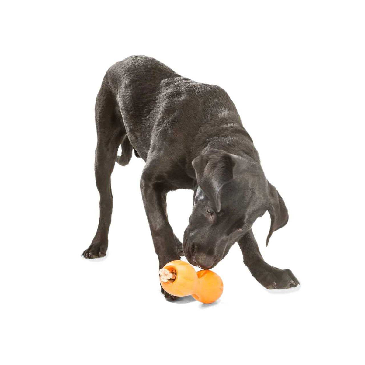 Dog Toy R462429