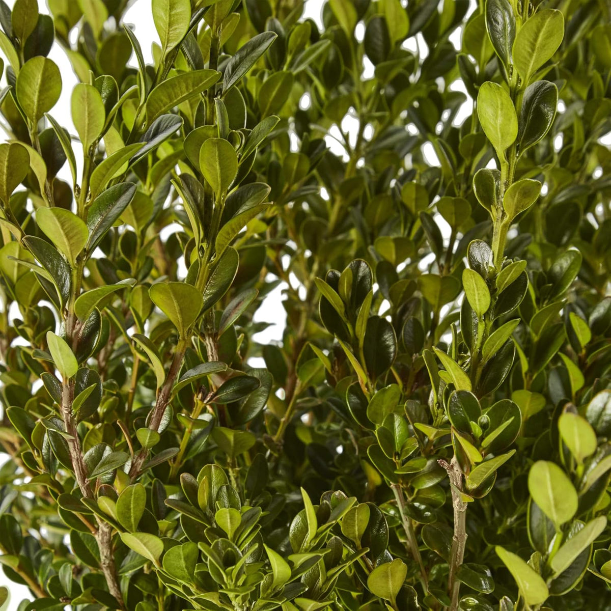 2.25 Gal Wintergreen Boxwood L64042