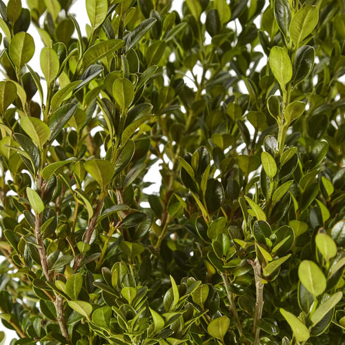 2.25 Gal Wintergreen Boxwood L64042
