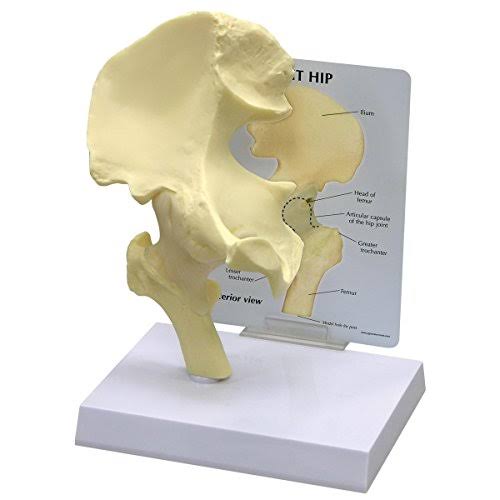 Anatomical Model of Human Hip Joint D711
