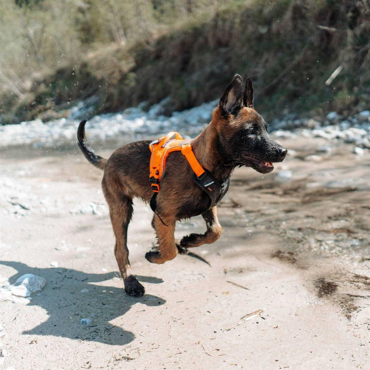 Dog Harness D408501