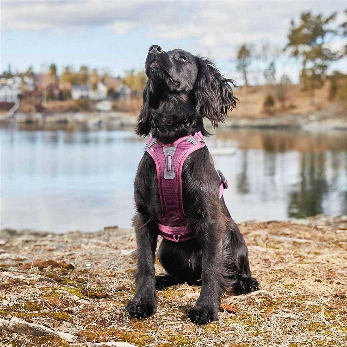 Dog Harness D408501