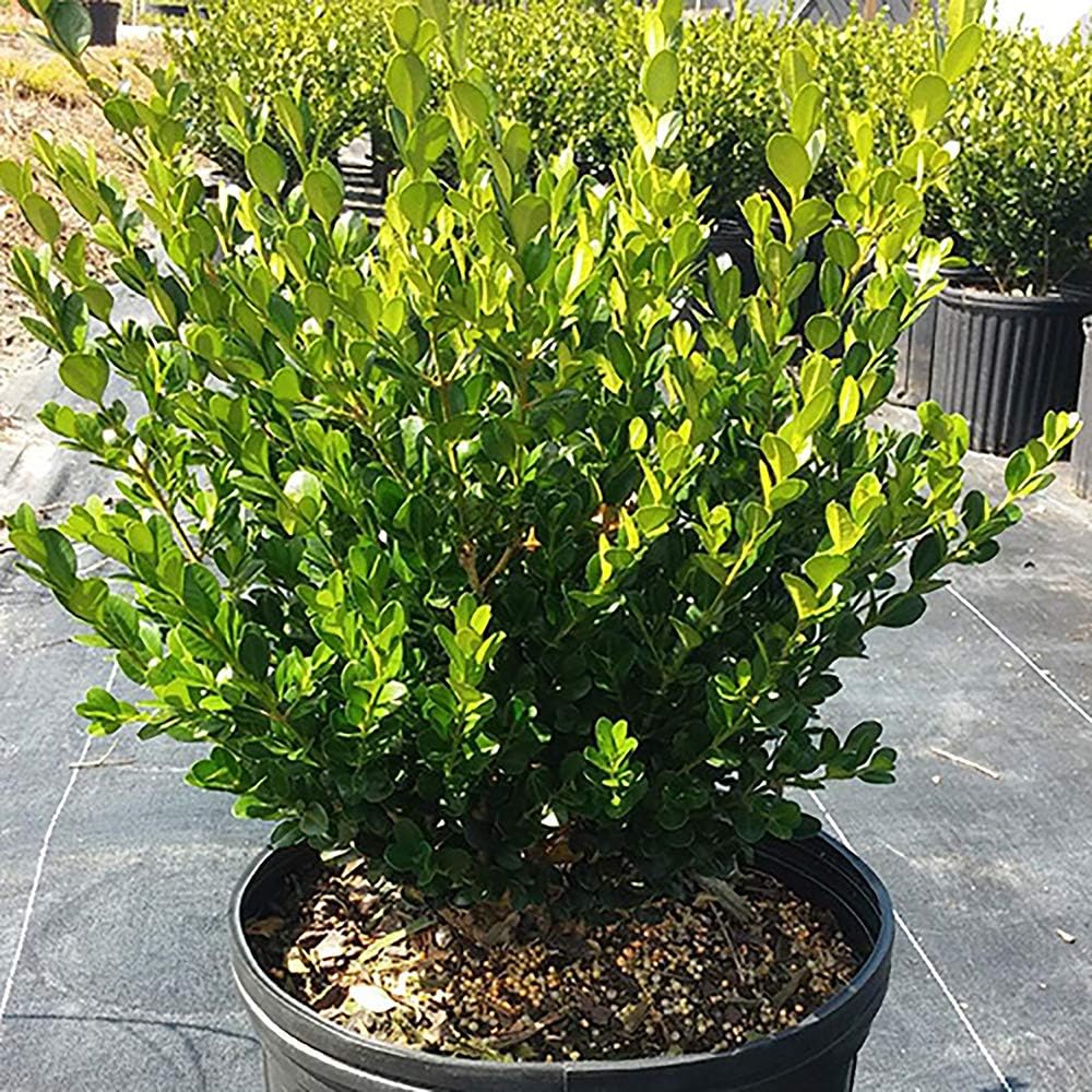 2.25 Gal Wintergreen Boxwood L64042