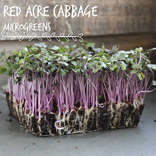 5 lb Bulk Heirloom Non-GMO Cabbage Seeds G7380