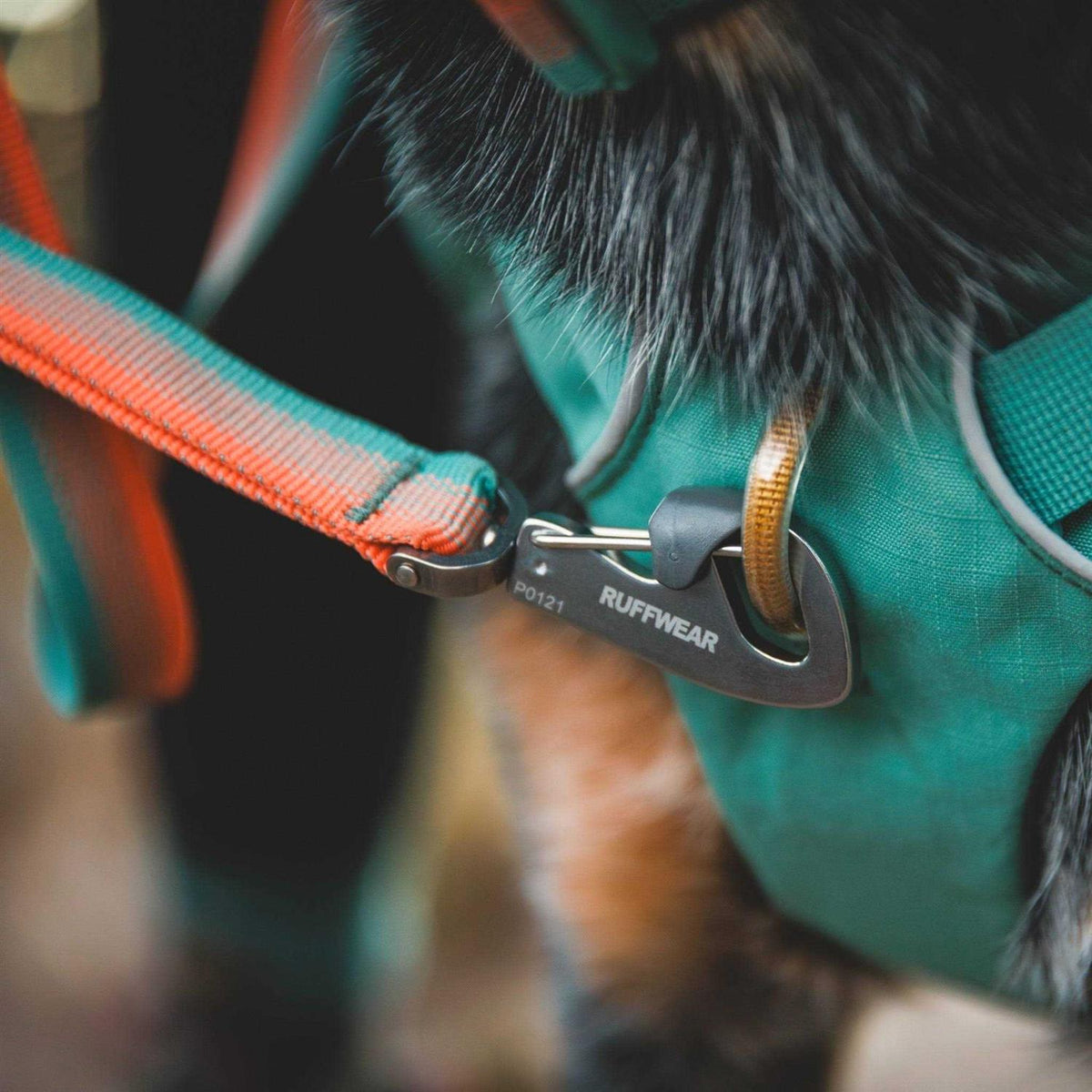 Leash U378613