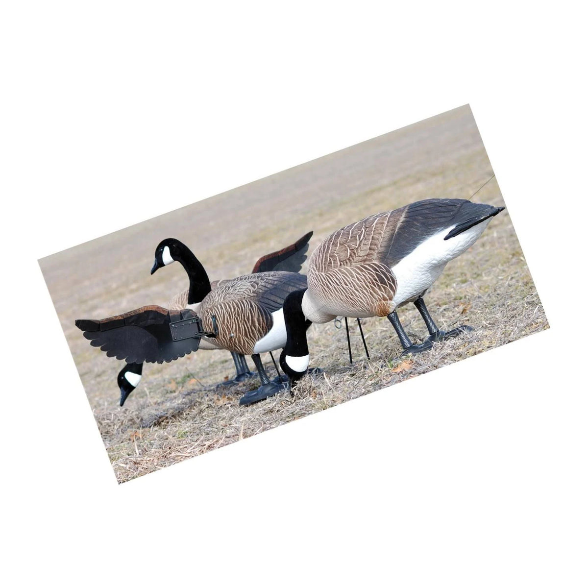 Full Body Canada Goose Decoy B72175