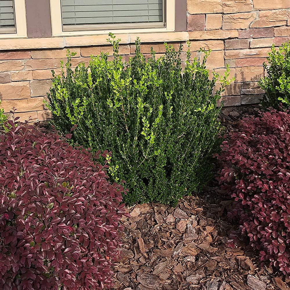 2.25 Gal Wintergreen Boxwood L64042