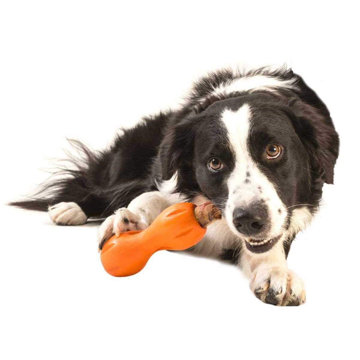 Dog Toy R462429