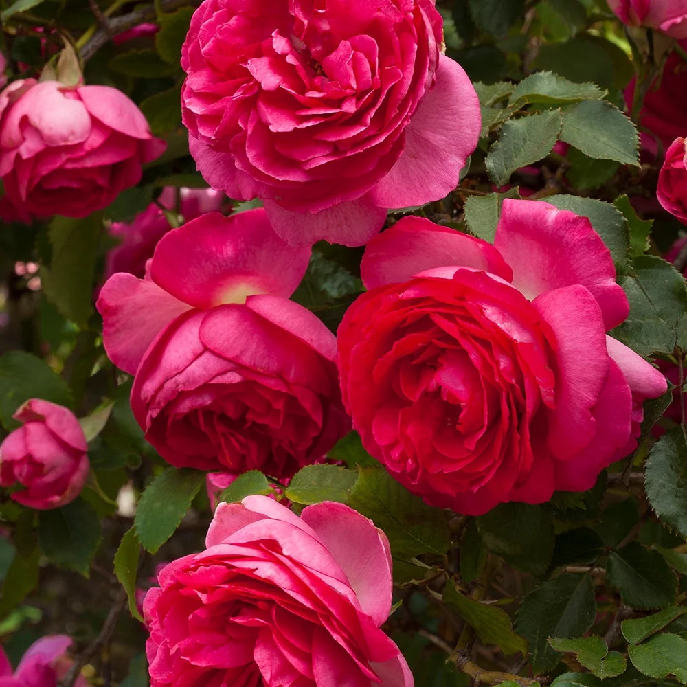 Live Rose Plant Z836