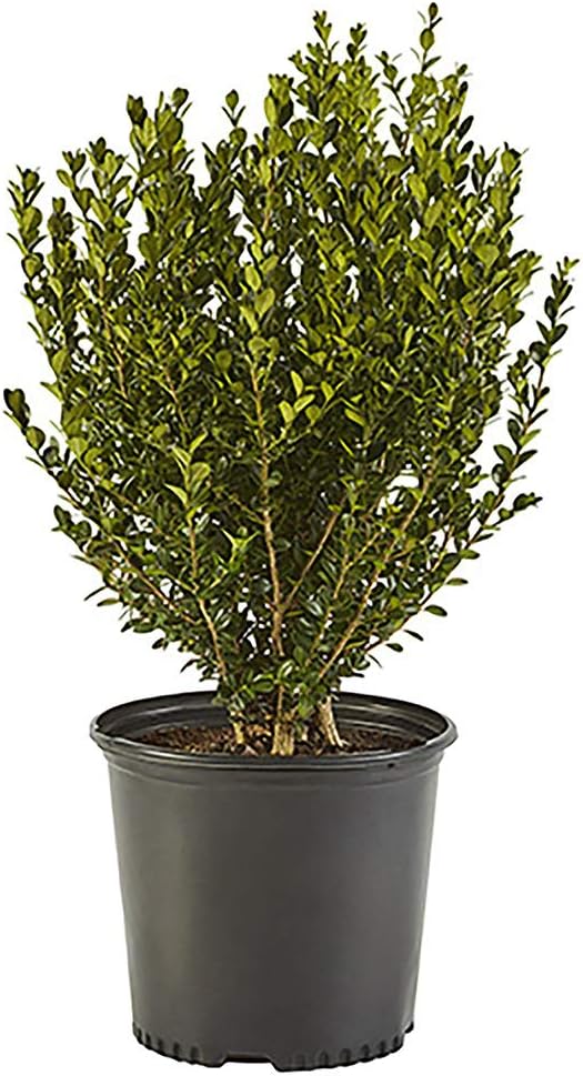 2.25 Gal Wintergreen Boxwood L64042