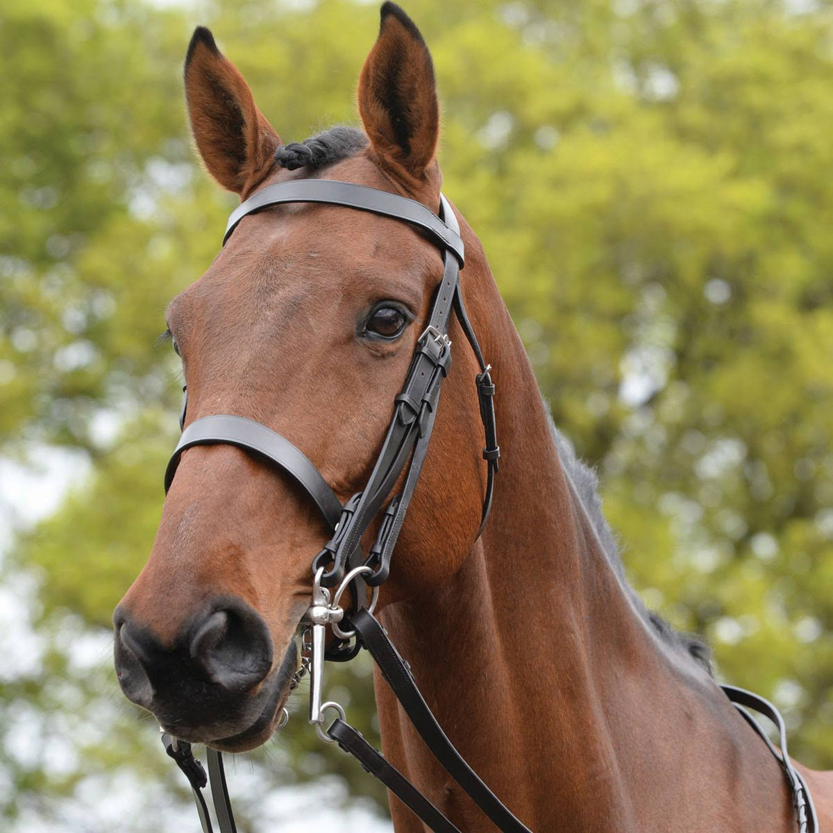 Brown Bridle B87445