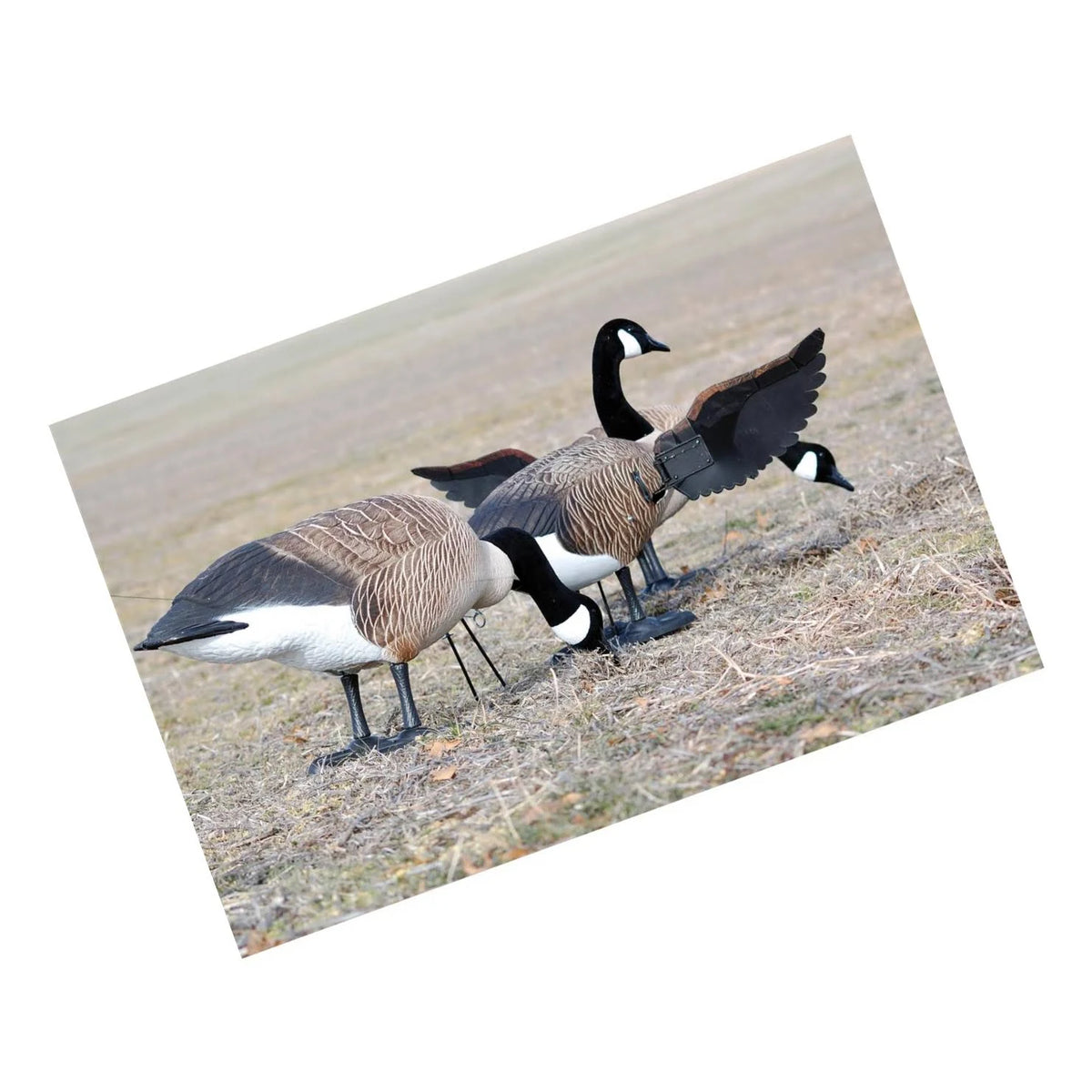 Full Body Canada Goose Decoy B72175