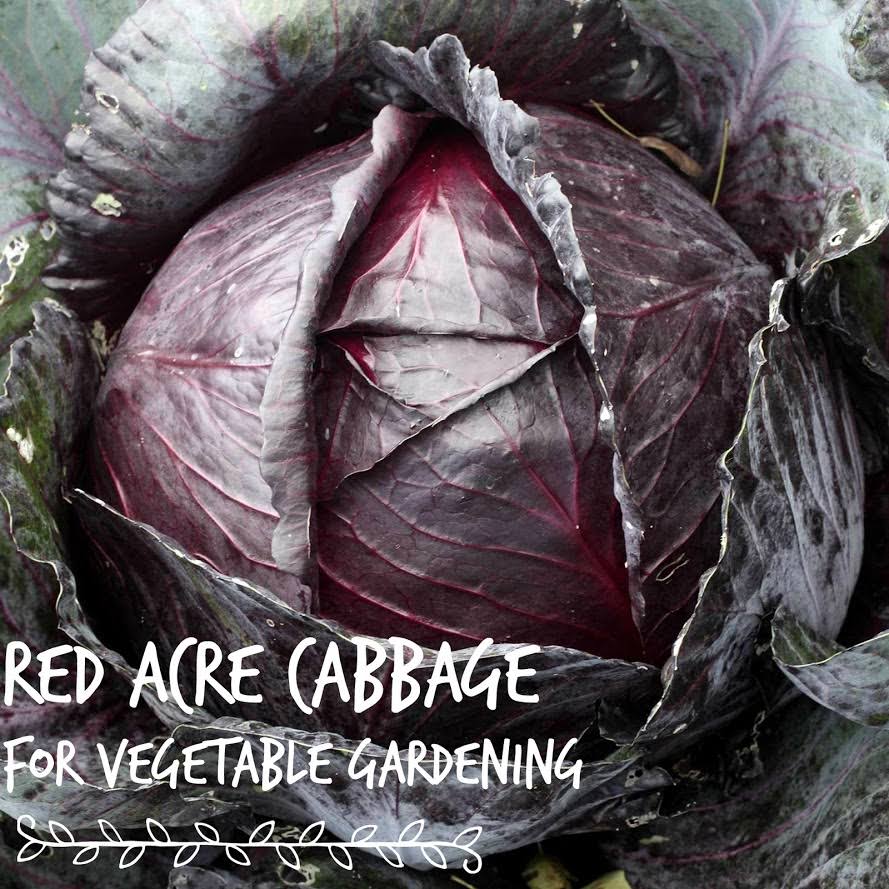 5 lb Bulk Heirloom Non-GMO Cabbage Seeds G7380