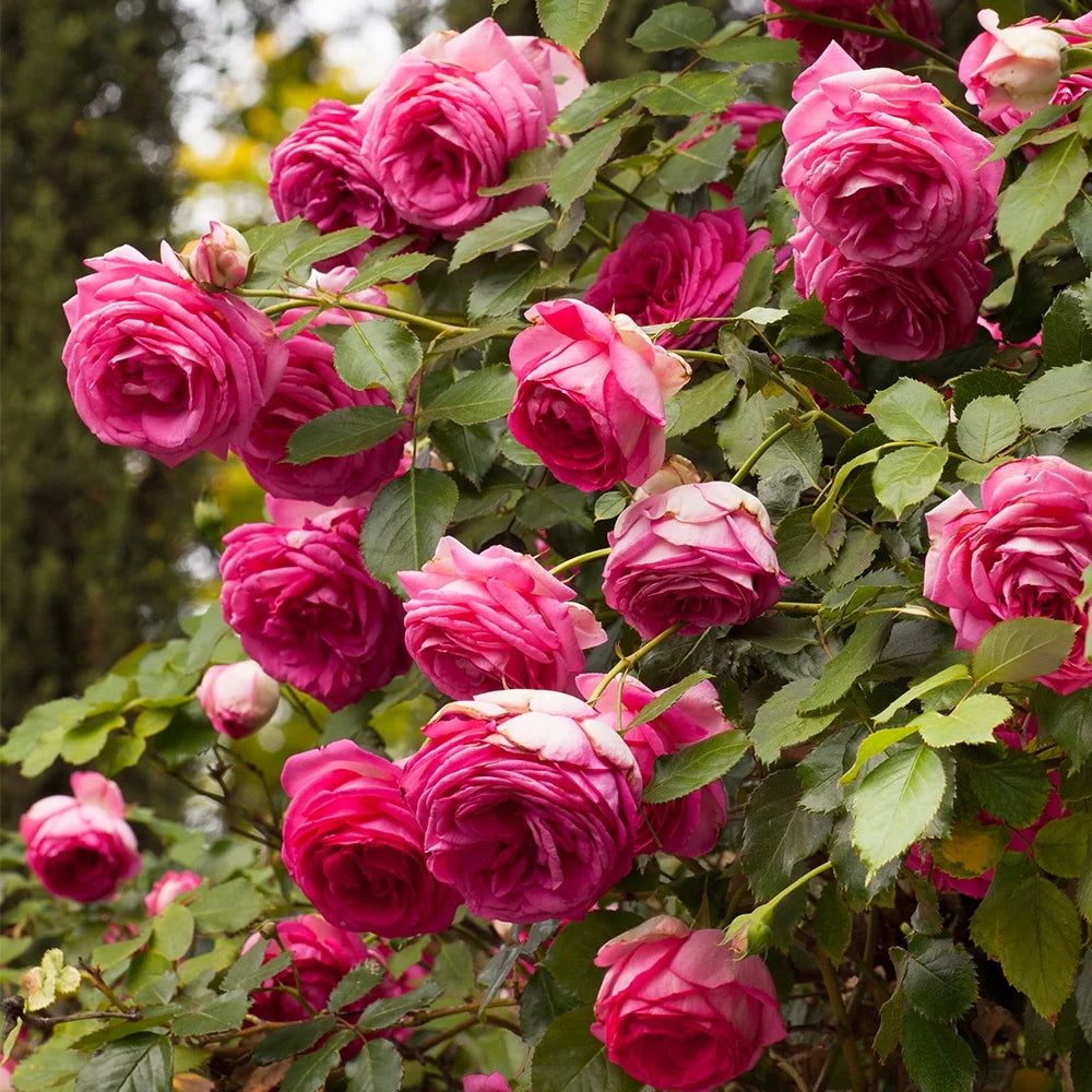 Live Rose Plant Z836