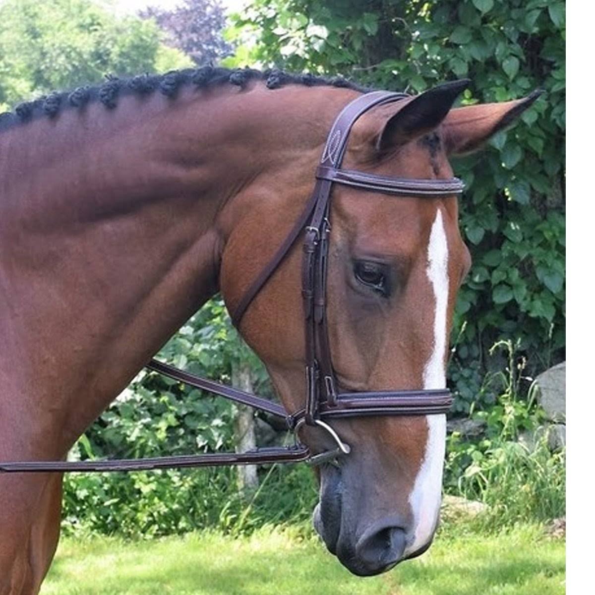 Black Oak Raised Hunter Bridle V767031