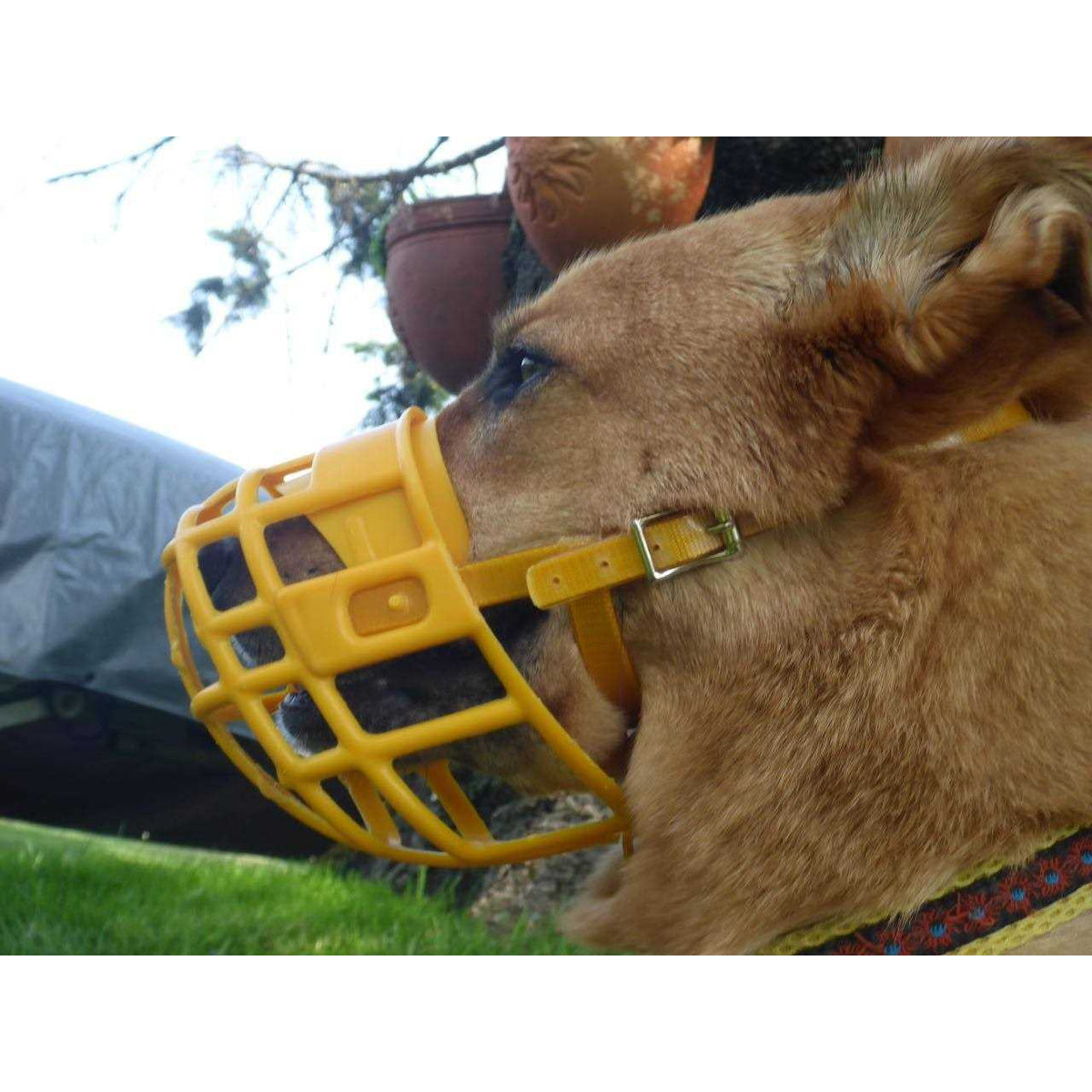 Plastic Dog Muzzle with Adjustable Headstall V9982