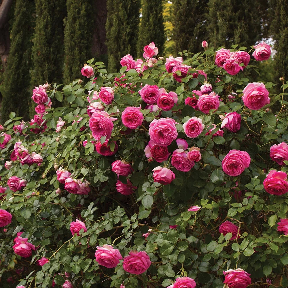 Live Rose Plant Z836