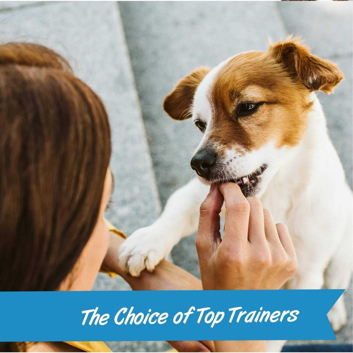 Mini Training Dog G86859